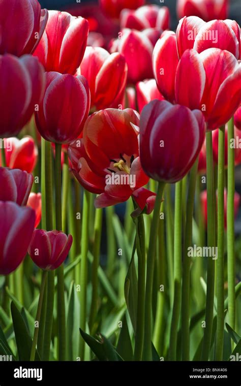 Tulip Time Festival Dutch Holland Michigan In USA Red Tulips Leen Van