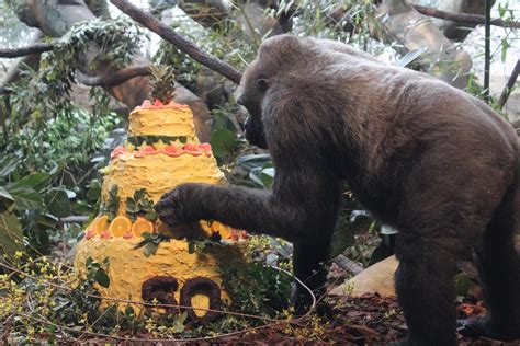 Cincinnati Zoo Gorilla Samantha Turns 50 Wvxu