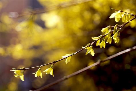 Flowers Spring Forsythia - Free photo on Pixabay - Pixabay