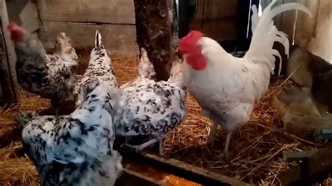 ВИТАМИНЫ НА ОБЕД ДЛЯ КУР НЕСУШЕК!! ПОВЫШАЕМ ЯЙЦЕНОСКОСТЬ СВОИХ КУРОЧЕК ...