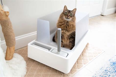 The 8 Best Cat Litter Boxes of 2023, Tested and Reviewed