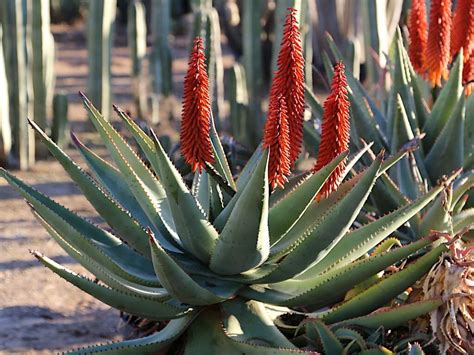 13 Desert Plants that Add Color to Your Yard — Wildflower Desert Design