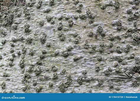 Aspen Tree Bark, a Natural Background Stock Photo - Image of timber ...