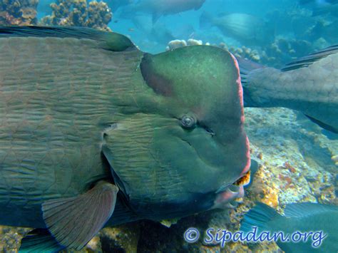 Sipadan : Bumphead parrotfish