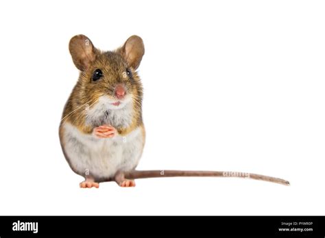 Wood Mouse Apodemus Sylvaticus Sitting On Hind Legs And Looking In