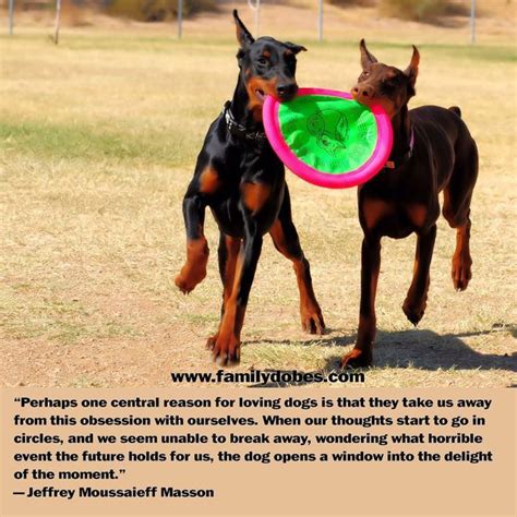 41 best images about Doberman Memes on Pinterest