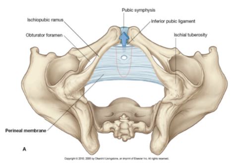 Urogenital Triangle Flashcards Quizlet