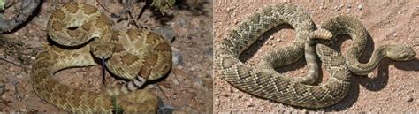 7 Types Of Rattlesnakes In California Id Guide Bird Watching Hq