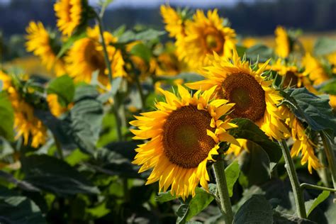 12 Sunflower Companion Plants (& 3 Plants To Grow Nowhere Near)