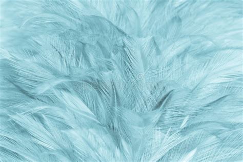 Soft Feather Stock Photos Free Royalty Free Stock Photos