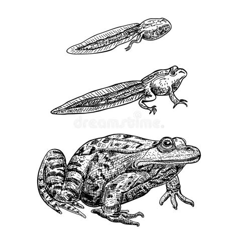 Frog Metamorphosis Frog Life Cycle Tadpoles And A Frog Hand Drawn