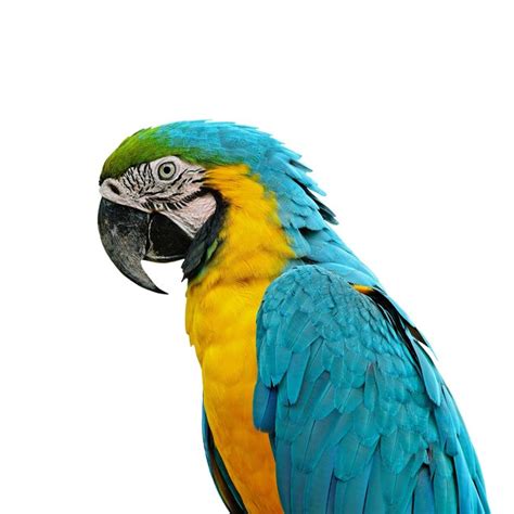 Premium Photo | Blue and gold macaw