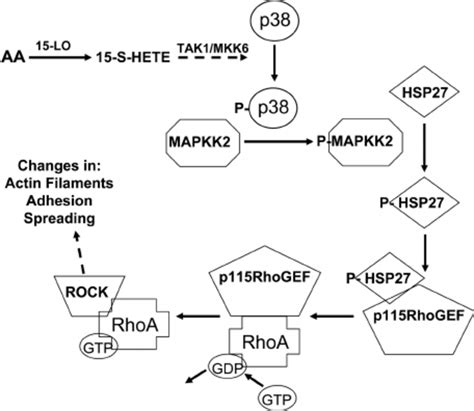 Model For Arachidonic Acid Induced Activation Of Rhoarock In