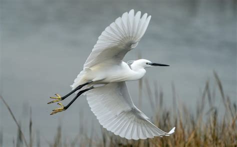 Egret Symbolism & Meaning (+Totem, Spirit & Omens) | World Birds