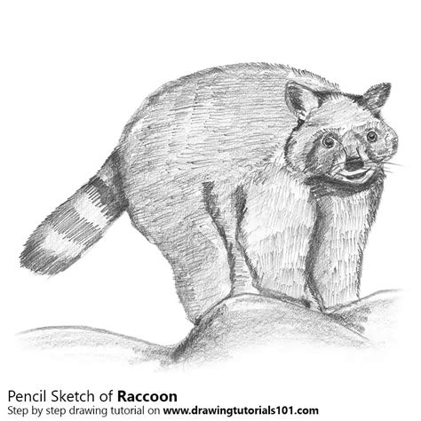 Raccoon Pencil Drawing - How to Sketch Raccoon using Pencils ...