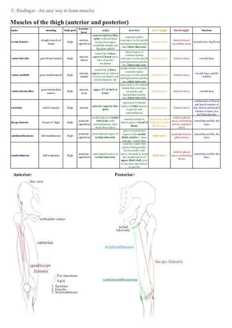 Upper Limb Muscles Table