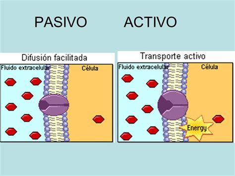 Transporte Activo Y Pasivo De La Celula Consejos Celulares