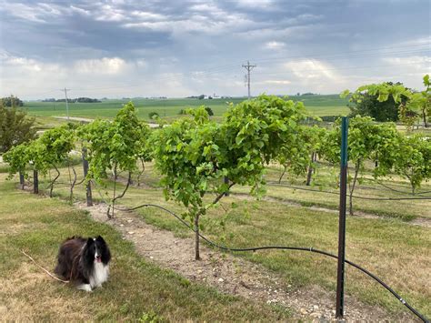 New fan experiences are coming to ridder arena minneapolis soon 2