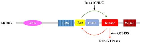 Schematic Depiction Of The Catalytic Activity Of Lrrk2 Gtp Binding To