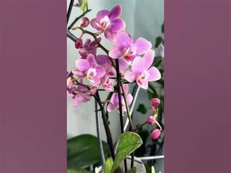 Fragrant Phalaenopsis Orchid Odorion 💗 Орхидея фаленопсис Парфюмерная ...