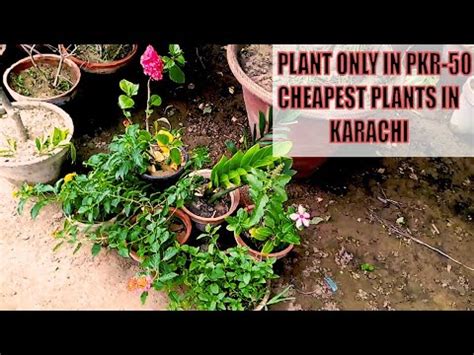 Karachi Plant Nursery Visit Plants Shopping Cheapest Plant Nursery