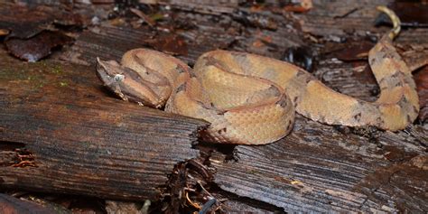 The Eight 8 Most Dangerous Snakes Of Belize In Central America