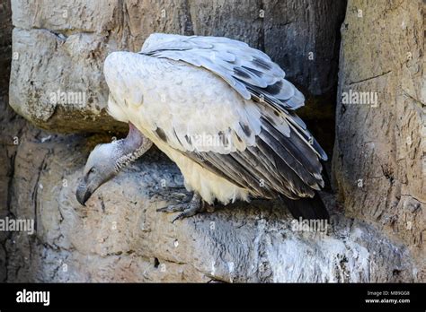 Cape Vulture Gyps Coprotheres In Cango Wildlife Ranch South Africa