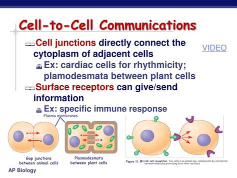 Ppt Cell Communication Powerpoint Presentation Free Download Id 640562