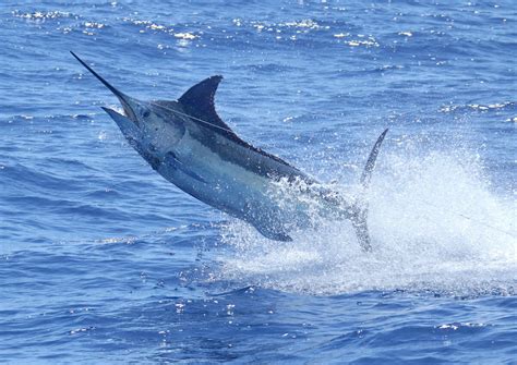 Blue Marlin Gallery — Peak Sportfishing Adventures
