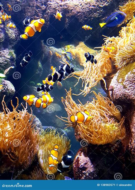 Los Angeles California Fish Corals Aquarium Animals Venice Beach Park