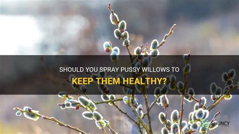 Should You Spray Pussy Willows To Keep Them Healthy ShunCy
