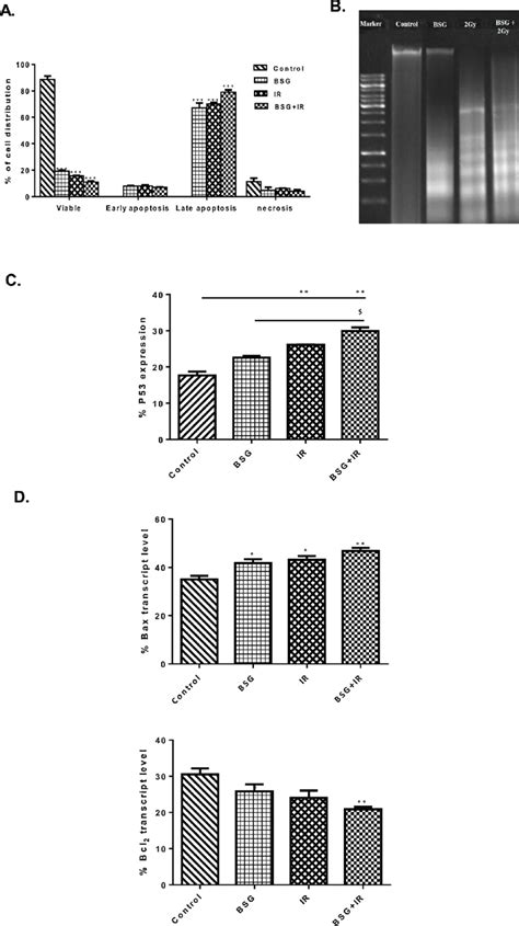 Effect Of BSG And Or IR On Induction Of HepG2 Cell Apoptosis A