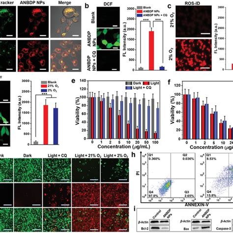 A In Vivo Fluorescence Imaging Of Anbdp Nps In 4t1 Tumor‐bearing Mice