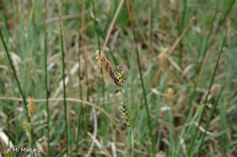 Carex Panicea L 1753 Laîche Panic Laîche Bleuâtre Laîche Millet