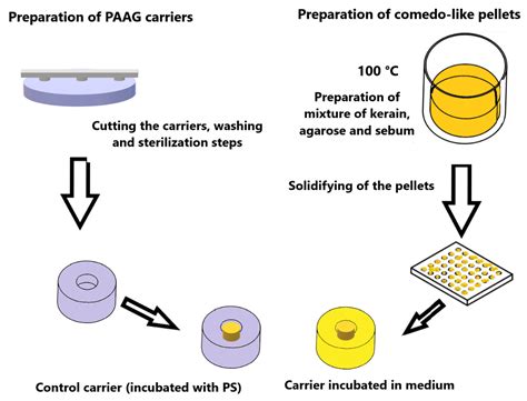 Coatings Free Full Text A Novel Simple In Vitro System Mimicking