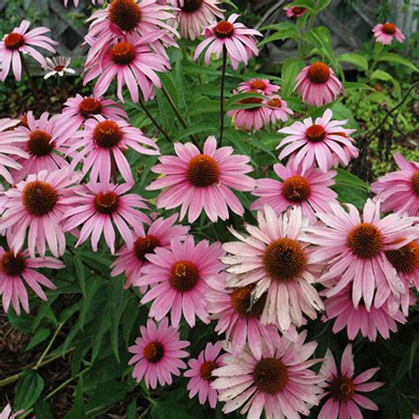 Echinacea Magnus Superior liners from Emerald Coast Growers