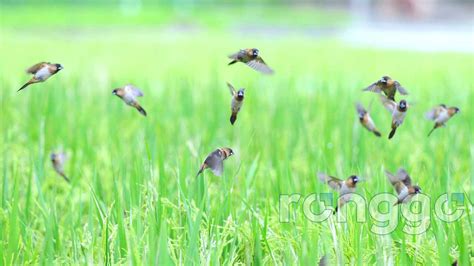 Selain Pupuk Subsidi Hama Burung Emprit Bikin Petani Di Tuban Frustasi