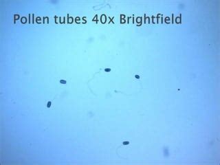 Pollen germination under microscope | PPT