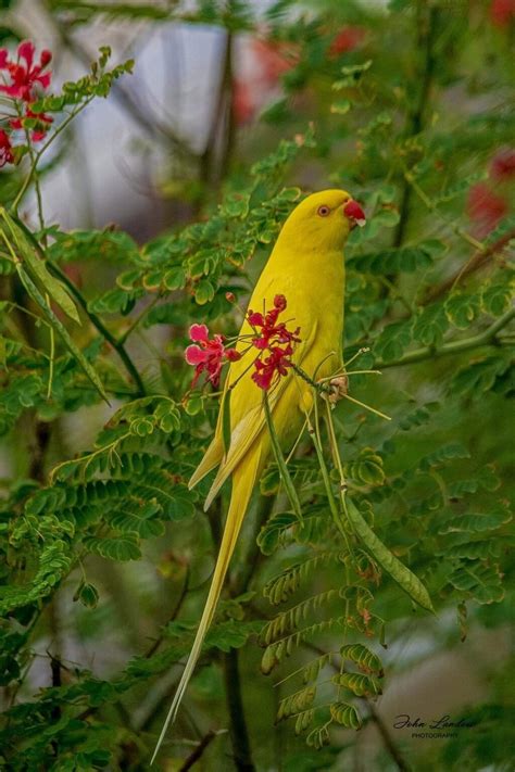 The Ultimate Guide To Indian Ringneck Parrot Care: Lifespan, Colors ...