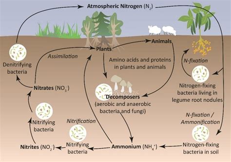 Diagram Of Nitrogen Cycle