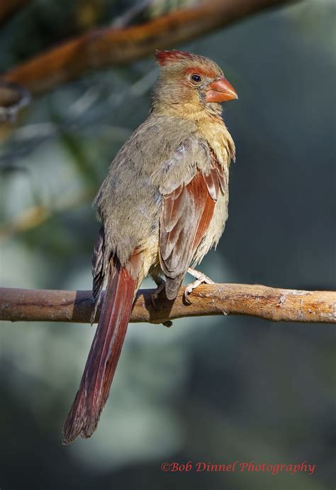 Cardinal Female Bob Dinnel Flickr