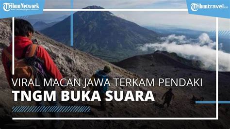 Viral Video Macan Jawa Terkam Pendaki Di Puncak Gunung Merapi Di Media