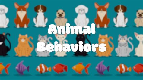 Animal Behaviors