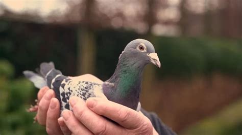 5 Most Expensive Racing Pigeons Ever Sold