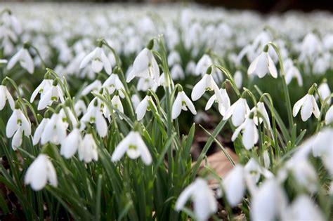 Best Winter-Flowering Plants - BBC Gardeners World Magazine