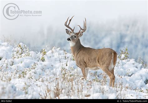 Photo of Whitetail Deer in Snow