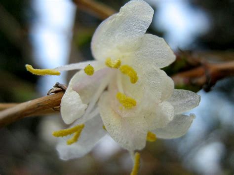 Жимолость душистая (Lonicera fragrantissima) — путеводитель по отдыху в ...