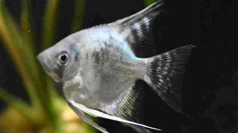 22 Different Freshwater Angelfish Types For Your Aquarium