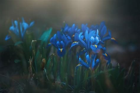 Фото Голубые ирисы на размытом фоне, by mironovatanyahoo