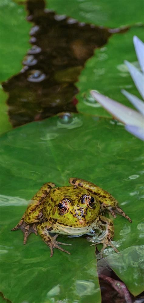 A frog on a water lily - About Wild Animals